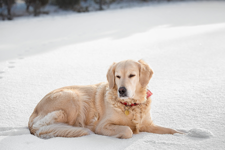 Golden Retriever dogs lying in the snow in winterの写真素材
