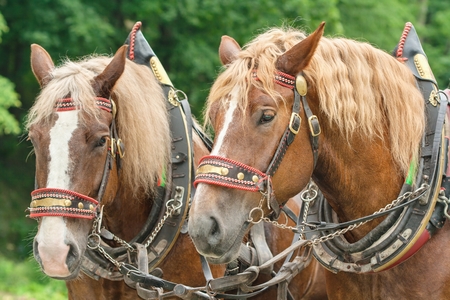The heads of two brown horses in harnesses with blonde manes side by sideの写真素材