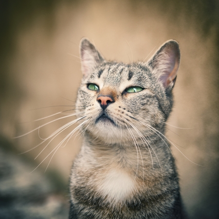 Portrait striped tabby cat - small focusの写真素材