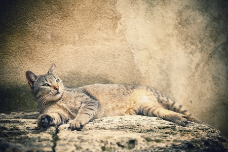 Striped tabby cat lying - small focusの写真素材