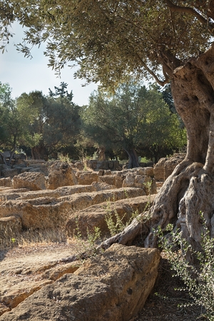 View of the ruins in the Valley of the Temples in Agrigento, Sicily, Italyの写真素材