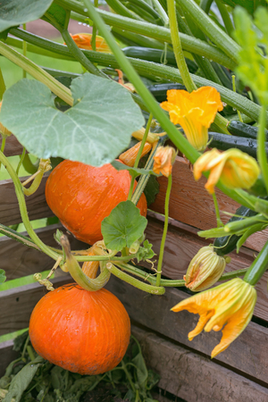 Hokkaido pumpkins ripening in the flowerbedの写真素材