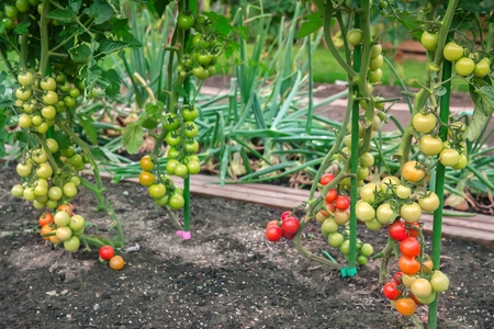Gradually ripening tomatoes in the gardenの写真素材