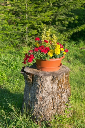Pot of flowers on a stumpの写真素材