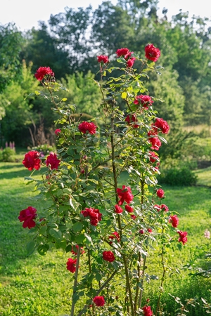 Red roses climb a rose arborの写真素材