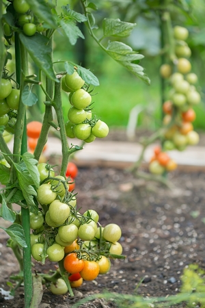 Gradually ripening tomatoes in the gardenの写真素材