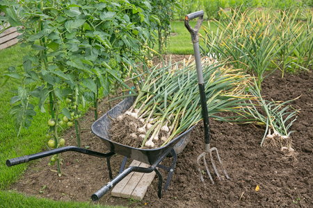 Freshly picked garlic bulbs on soilの写真素材