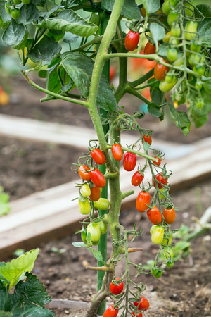 Gradually ripening tomatoes in the fieldの写真素材