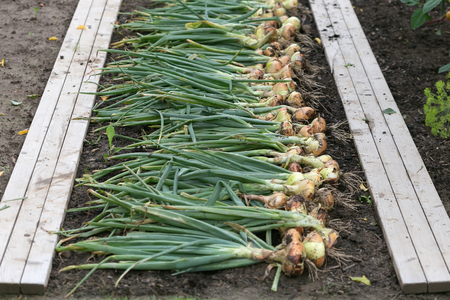 Freshly dug onion bulbs on the groundの写真素材