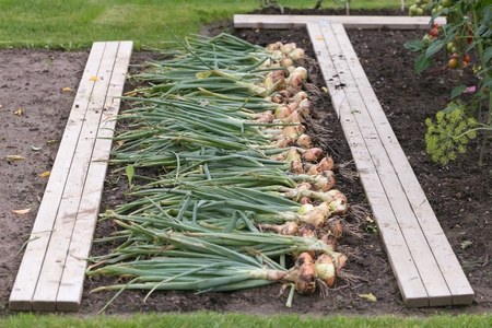 Freshly dug onion bulbs on the groundの写真素材