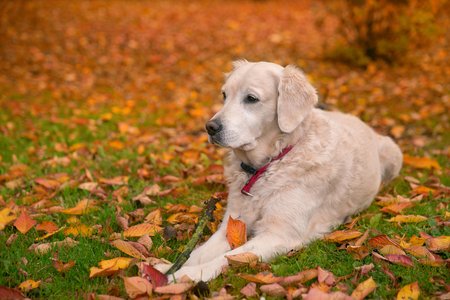 Portrait young dog playing in the meadowの写真素材