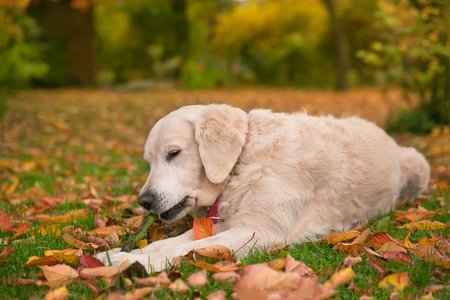 Portrait young dog playing in the meadowの写真素材