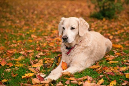 Portrait young dog playing in the meadowの写真素材