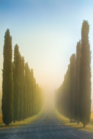 Idyllic Tuscan landscape with cypress alley at sunrise near Pienza, Vall d'Orcia Italy, Europeの写真素材