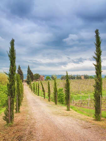 Cypress alley in Tuscany, Italy.の写真素材