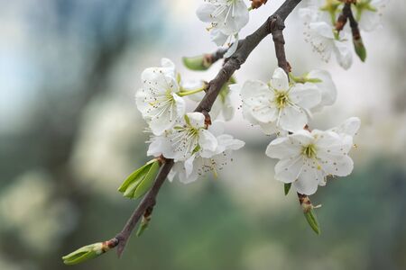 Flowers plums, with defocused backgroundの写真素材