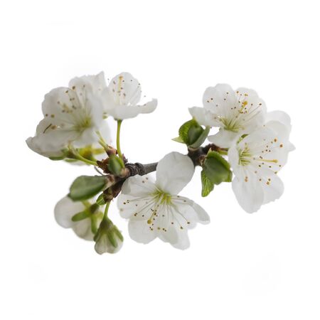 plum flowers on white backgrooundの写真素材