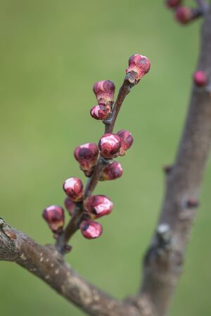 Flowers blossom on a tree apricot in the springの写真素材