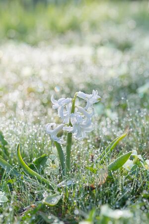 Beautiful garden flowers in morning at sunriseの写真素材
