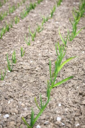 Young garlic plants in the field, agriculturalの写真素材