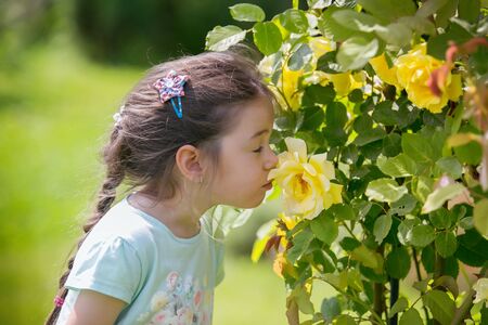 Little girl sniffs a rose in the gardenの写真素材