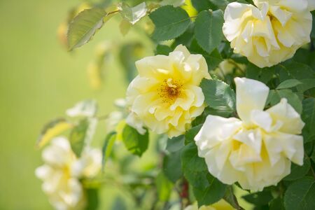 Close-up view of blooming yellow bougainvillea rosesの写真素材
