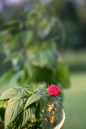 Red sweet berries growing on raspberry bush in fruit garden.の写真素材