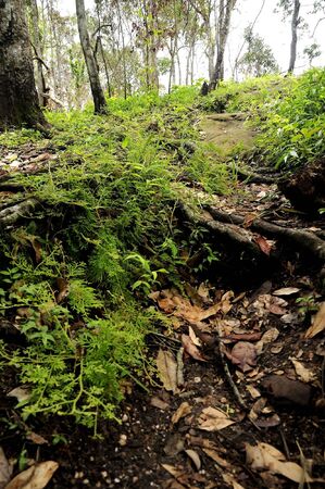 the way in the forestの写真素材