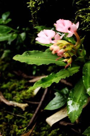 pink flowerの写真素材