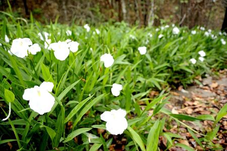 white gardenの写真素材