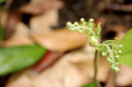 one plantの写真素材