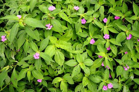 little pink gardenの写真素材