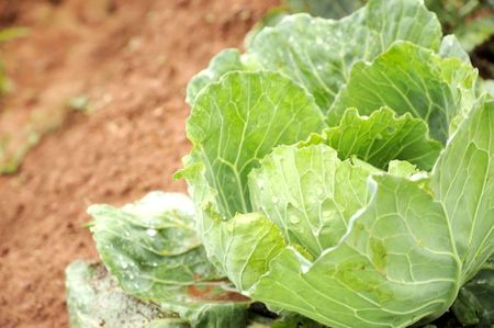 cabbage farmの写真素材