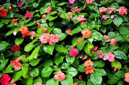 little gardenの写真素材
