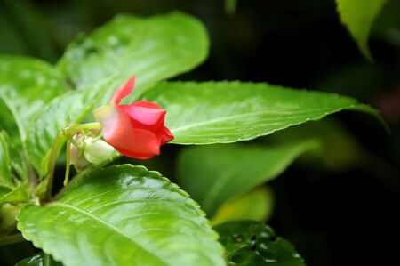 red flowerの写真素材