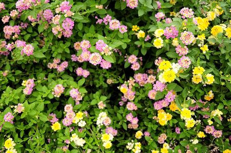 little gardenの写真素材