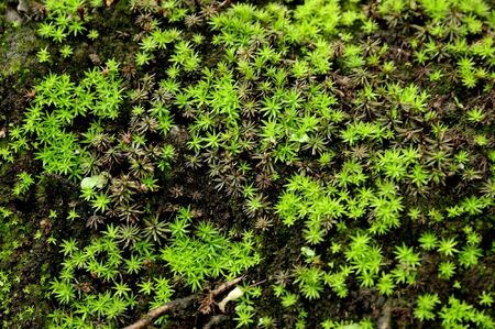 star plantの写真素材