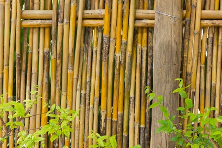 Bamboo fence for demarcation and decorations.の写真素材