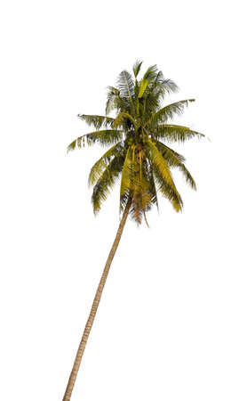 Old  coconut   trees are very high.の写真素材