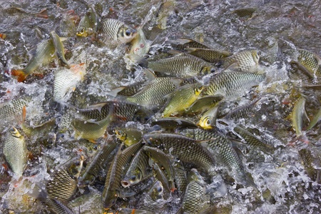 Carp struggle for to eat.