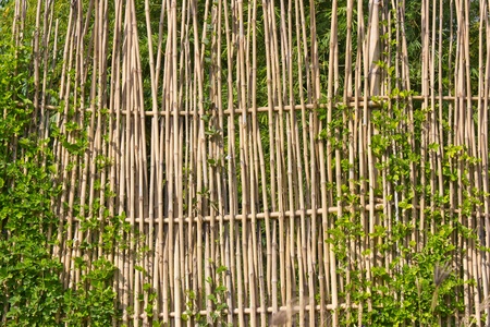 Bamboo fences in rural areas.の写真素材