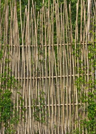 Bamboo fences in rural areas.の写真素材
