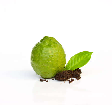 Fresh Lime on a white background.の写真素材