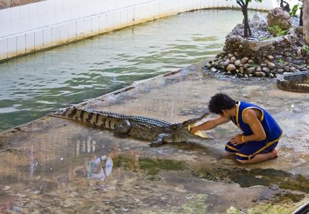 Shows reached the mouth of crocodile, a show about the dangers of a crocodile, the crocodile farm,Nakhonprathom Thailandのeditorial素材