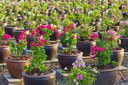 The park has a variety of colors  bougainvillaeaの写真素材