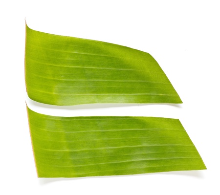 Banana leaves on a white background.