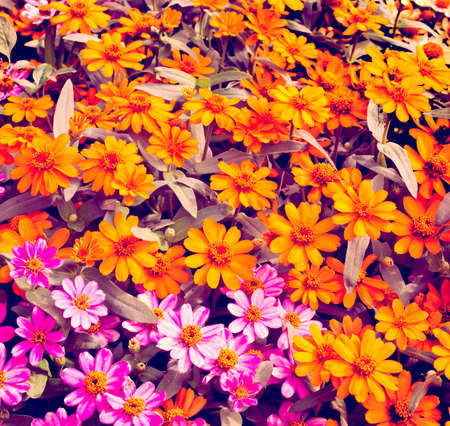 vintage floral background 