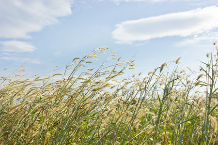 Grass in the wind 