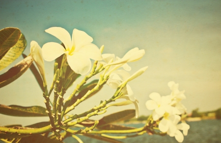 frangipani flowers on old paper.の写真素材