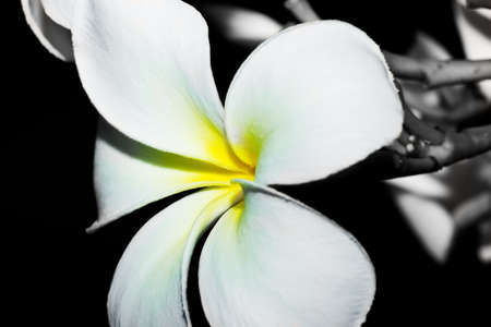 Frangipani flower on  black background の写真素材